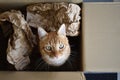 Ginger cat sitting in a cardboard box looking up at the camera. Royalty Free Stock Photo