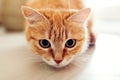 Ginger cat sitting on floor in living room and looking at camera Royalty Free Stock Photo