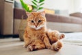 Ginger cat sitting on floor in living room and looking at camera. Funny pet pose Royalty Free Stock Photo