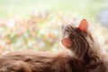 A ginger cat sitting in front of a window Royalty Free Stock Photo