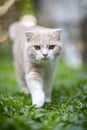 Ginger cat sitting in the garden. Scottish fold kitten looking something on green grass. Cute orange cat with copy space. Cream Royalty Free Stock Photo