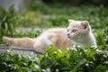 Ginger cat sitting in the garden. Scottish fold kitten looking something on green grass. Cute orange cat with copy space. Cream Royalty Free Stock Photo