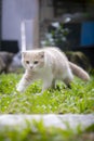 Ginger cat sitting in the garden. Scottish fold kitten looking something on green grass. Cute orange cat with copy space. Cream Royalty Free Stock Photo