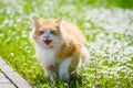 Ginger cat sitting on grass in garden