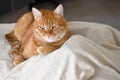 Ginger cat sitting on the sofa. Royalty Free Stock Photo