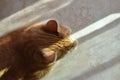 Ginger cat sitting in the sun. Happy tabby cat resting at home.