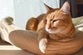 Ginger cat sitting in the sun. Happy tabby cat sit in pet bed.