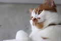 A ginger cat is sitting with a thoughtful look. Royalty Free Stock Photo