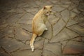 Ginger cat sitting on the tiled floor outdors