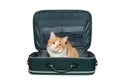 Ginger cat is sitting in a travel suitcase