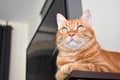 Ginger cat sitting on wood table at home. Happy tabby cat relaxing in a house. Cat looking up at something on the ceiling.