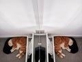 Ginger Cat Sleep Against Mirror