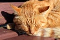 Ginger cat sleeping on a bench on summer day