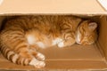 Ginger cat sleeping in a box Royalty Free Stock Photo
