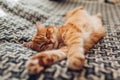 Ginger cat sleeping on couch in living room lying on blanket. Pet having nap at home Royalty Free Stock Photo