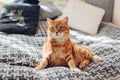 Ginger cat relaxing on couch in living room lying in funny pose on blanket. Pet enjoying sun at home Royalty Free Stock Photo