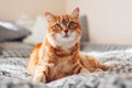 Ginger cat relaxing on couch in living room lying in funny pose on blanket. Pet enjoying sun at home Royalty Free Stock Photo