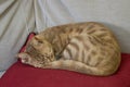 A Ginger Cat Sleeping on a Couch Royalty Free Stock Photo