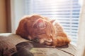 Ginger cat sleeping on cushion in living room by window. Pet having nap at home Royalty Free Stock Photo