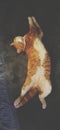 Ginger Cat sleeping in a funny position