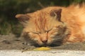 Ginger cat sleeping on the grass Royalty Free Stock Photo