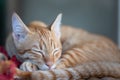 Ginger cat sleeping on the mat Royalty Free Stock Photo