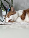 A ginger cat is sleeping on a mat with its head on its paws. Royalty Free Stock Photo
