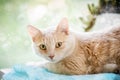 Ginger cat sleeping near a window Royalty Free Stock Photo