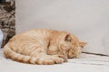 Ginger cat sleeping in the shade in Delos, Greece Royalty Free Stock Photo