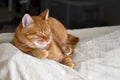 Ginger cat sleeping on the sofa. Royalty Free Stock Photo