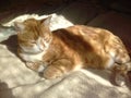 Ginger cat sleeping on a sunny spot Royalty Free Stock Photo
