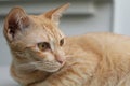 Ginger cat sleeping on table