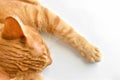 Ginger cat sleeping on the table at home. Happy tabby cat resting in a house. Royalty Free Stock Photo