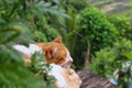 Ginger cat sleeping on the terrace in mountain village Batad in Philippines Royalty Free Stock Photo