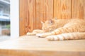 Ginger cat sleeping on wood.The guard of house in life domestic Royalty Free Stock Photo