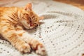 Ginger cat sleepng on couch in living room surrounded with cushions Royalty Free Stock Photo