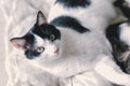 The ginger cat sleeps on the bed. A cat lie on the blanket. Royalty Free Stock Photo