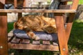 Ginger cat sleeps on a bench in the garden on a warm sunny day Royalty Free Stock Photo