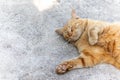 A ginger cat sleeps on the cement floor. Royalty Free Stock Photo