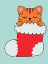 A ginger cat sleeps in a Christmas stocking. Christmas present. Christmas illustration.