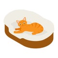 Ginger cat sleeps in his soft cozy bed cushion