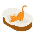 Ginger cat sleeps in his soft cozy bed cushion