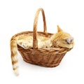 Ginger cat sleeps inside a wicker basket isolated white background Royalty Free Stock Photo