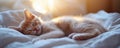 A ginger cat sleeps peacefully on a soft bed in warm morning sunlight Royalty Free Stock Photo