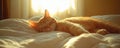 A ginger cat sleeps peacefully on a soft bed in warm morning sunlight Royalty Free Stock Photo