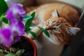 Ginger cat smelling dendrobium orchid flower lying in carton box on window sill at home. Curious pet