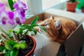 Ginger cat smelling dendrobium orchid flower lying in carton box on window sill at home. Curious pet