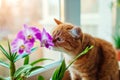 Ginger cat smelling dendrobium orchid walking on window sill at home. Curious pet