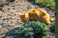 Ginger cat smelling and eating catmint