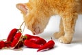 Ginger cat sniffing bunch of red chili peppers on white background Royalty Free Stock Photo